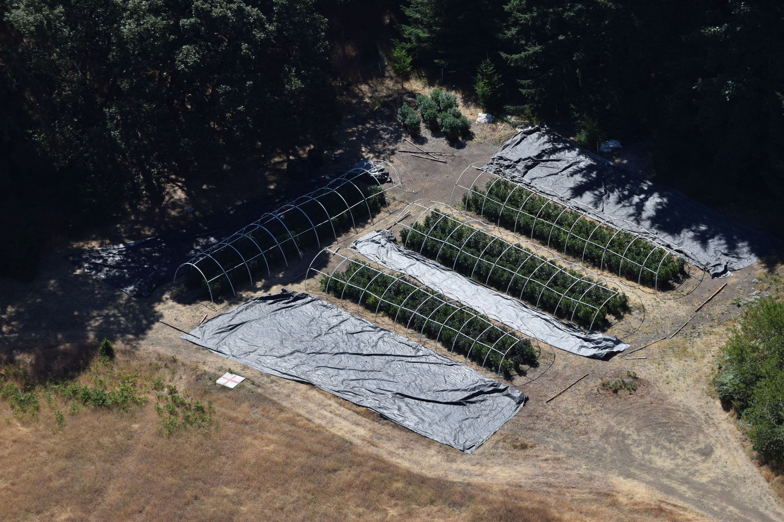 Marijuana Investigation